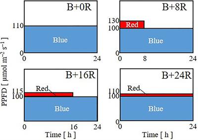 Manipulation of Intraday Durations of Blue- and Red-Light Irradiation to Improve Cos Lettuce Growth